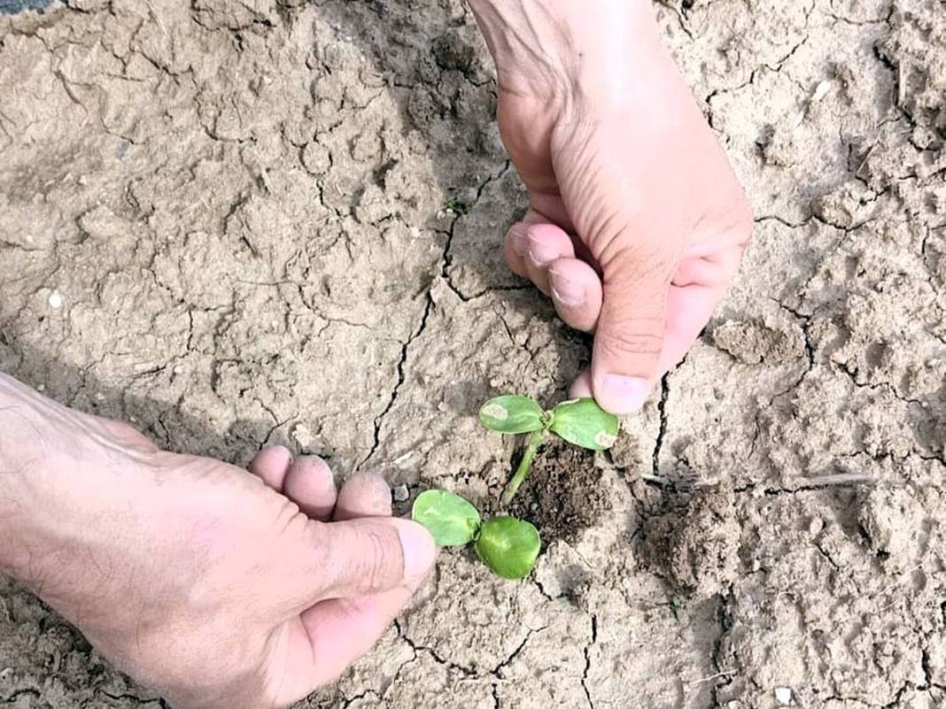 Tarımda tarihin en büyük felaketi yaşanıyor! Meyve, sebze fiyatlarında rekor artış yaşanacak 22